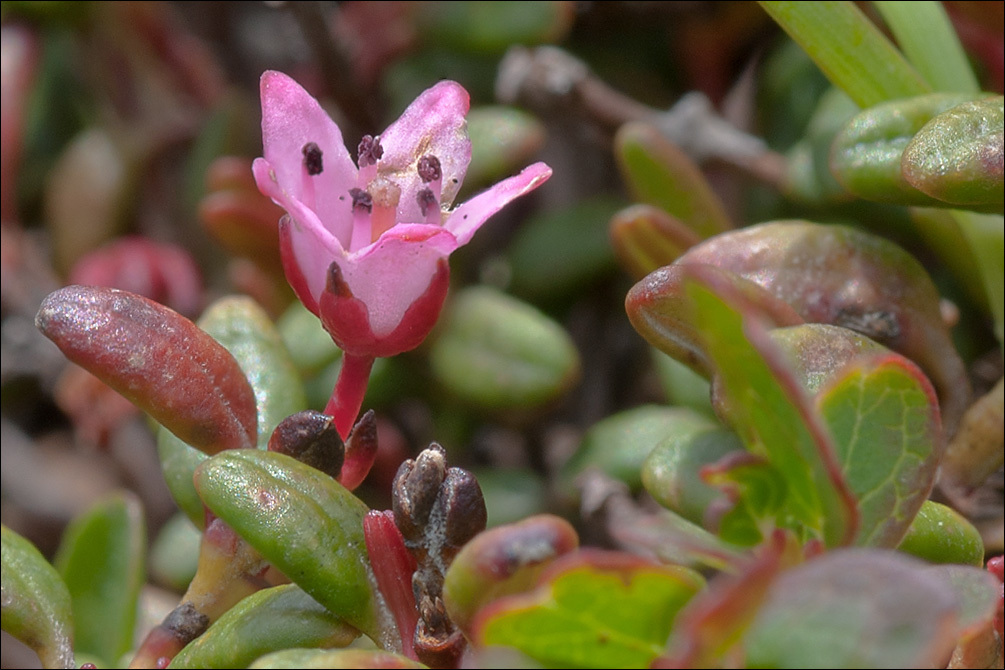 Image of creeping azalea