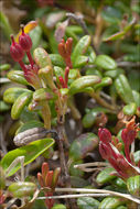 Image of creeping azalea