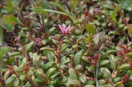 Image of creeping azalea