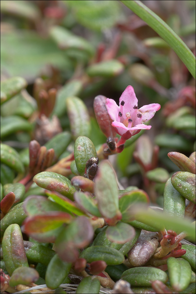 Image of creeping azalea