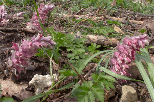 Слика од Lathraea squamaria L.