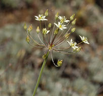 Imagem de Muilla maritima (Torr.) S. Watson ex Benth.