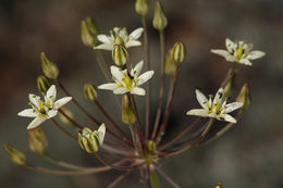 Imagem de Muilla maritima (Torr.) S. Watson ex Benth.