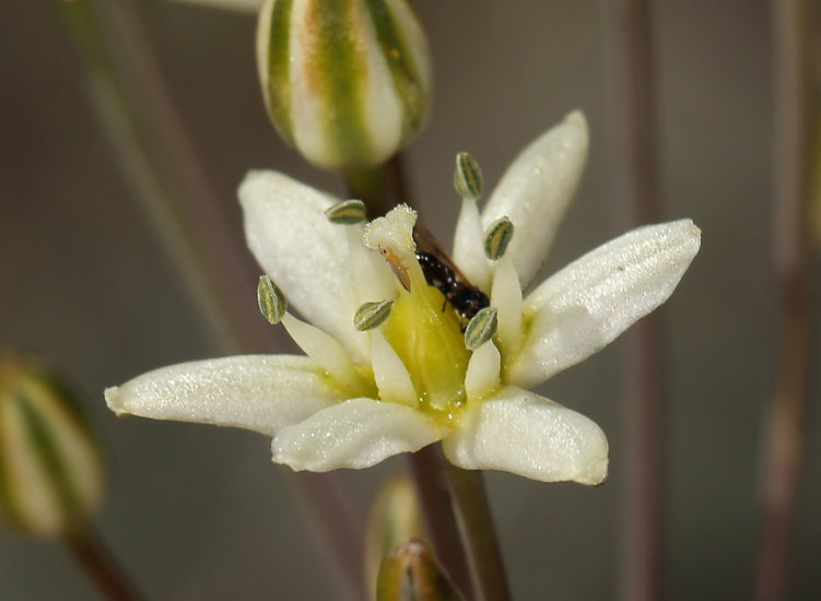 Imagem de Muilla maritima (Torr.) S. Watson ex Benth.