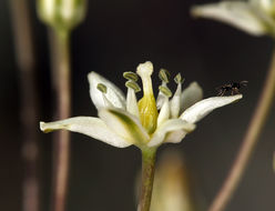 Imagem de Muilla maritima (Torr.) S. Watson ex Benth.