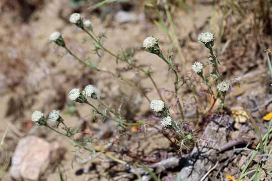 Image of fleshcolor pincushion