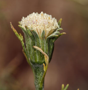 Image of fleshcolor pincushion