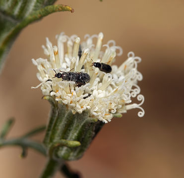 Image of fleshcolor pincushion