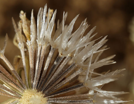 Image of fleshcolor pincushion