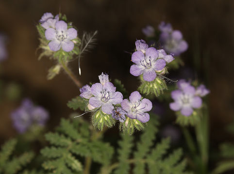 Plancia ëd Phacelia tanacetifolia Benth.