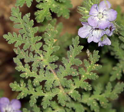 Plancia ëd Phacelia tanacetifolia Benth.