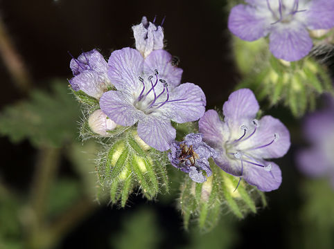 Plancia ëd Phacelia tanacetifolia Benth.