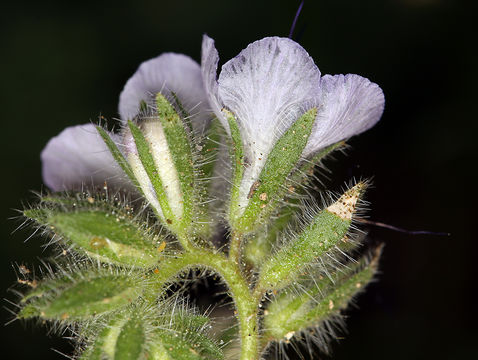 Plancia ëd Phacelia tanacetifolia Benth.