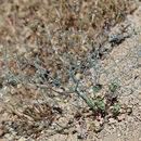 Imagem de Eriogonum nudum var. pauciflorum S. Wats.