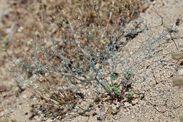 Imagem de Eriogonum nudum var. pauciflorum S. Wats.