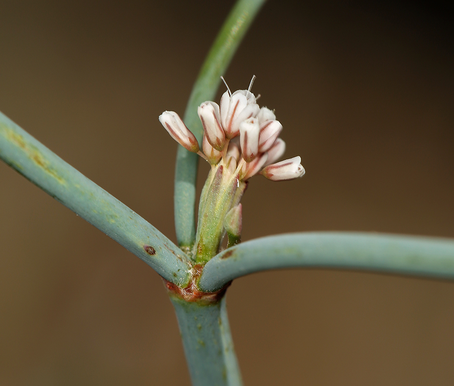 Imagem de Eriogonum nudum var. pauciflorum S. Wats.