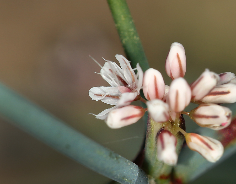 Imagem de Eriogonum nudum var. pauciflorum S. Wats.