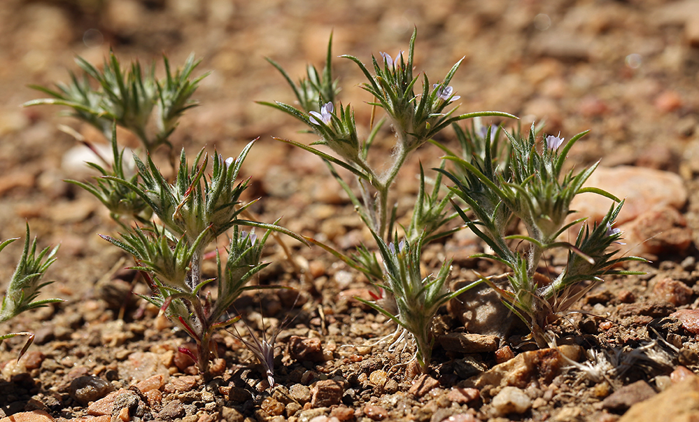 Imagem de <i>Eriastrum tracyi</i>