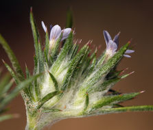 Image de <i>Eriastrum tracyi</i>