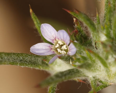 Image de <i>Eriastrum tracyi</i>