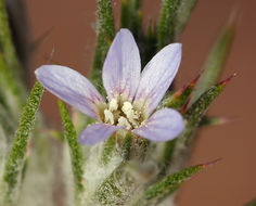 Image of <i>Eriastrum tracyi</i>