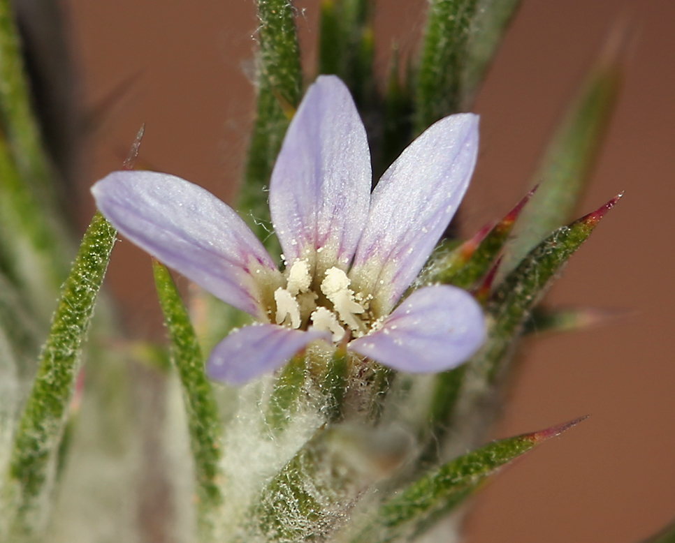 Image de <i>Eriastrum tracyi</i>