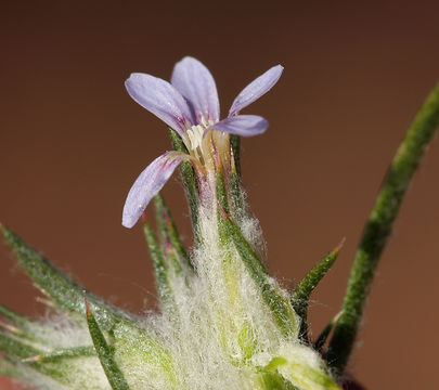 Image of <i>Eriastrum tracyi</i>