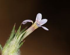 Image of <i>Eriastrum tracyi</i>