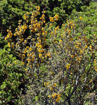 Sivun Fremontodendron californicum (Torr.) Coult. kuva