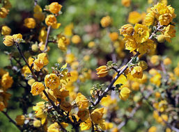 Image of California flannelbush