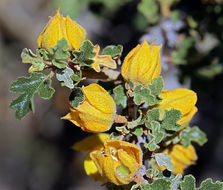 Sivun Fremontodendron californicum (Torr.) Coult. kuva