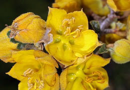 Sivun Fremontodendron californicum (Torr.) Coult. kuva