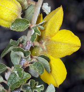 Image of California flannelbush