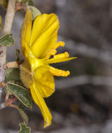 Image of California flannelbush