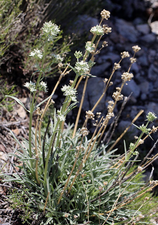 Image of pine green gentian