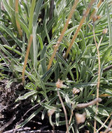 Image of pine green gentian