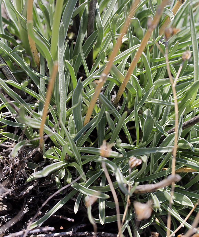 Image of pine green gentian