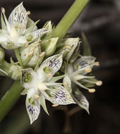 Image of pine green gentian