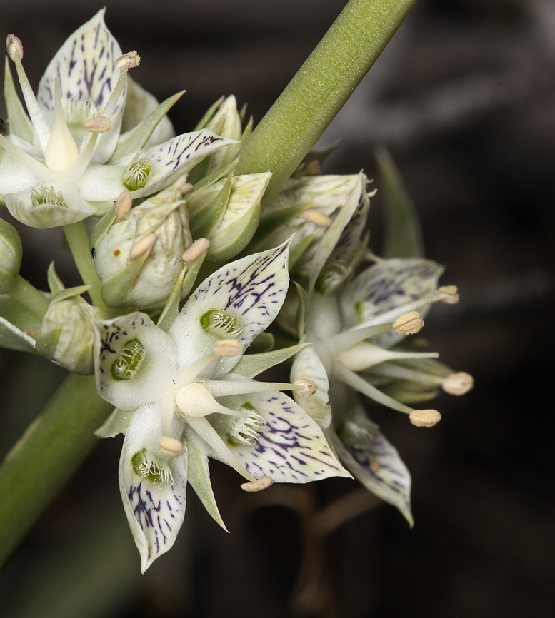 Image of pine green gentian