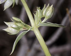 Image of pine green gentian