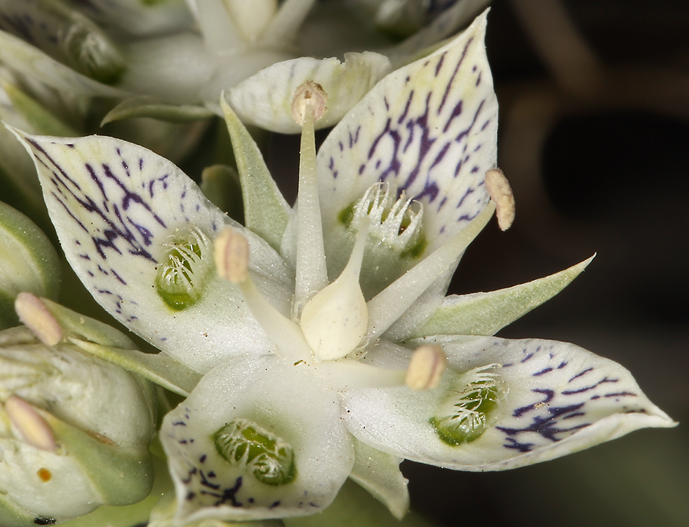 Image of pine green gentian