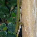 Plancia ëd Phelsuma lineata Gray 1842