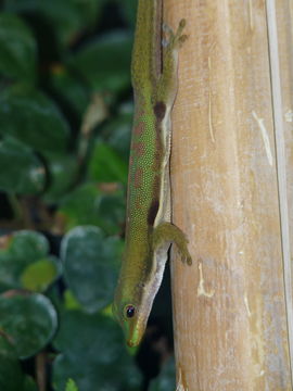 Plancia ëd Phelsuma lineata Gray 1842