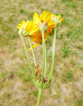 Image of pot marigold