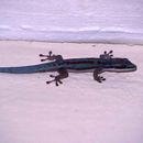 Image of Modest Day Gecko