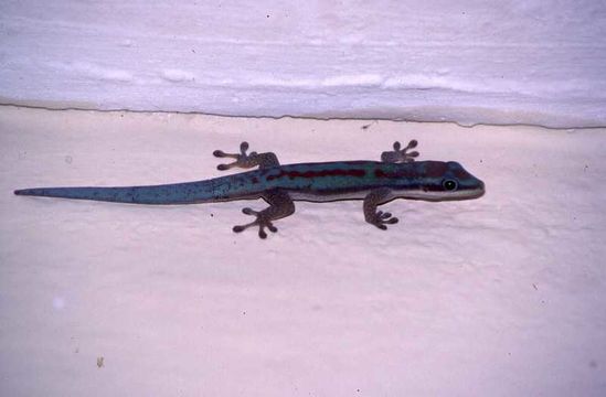 Phelsuma modesta Mertens 1970 resmi