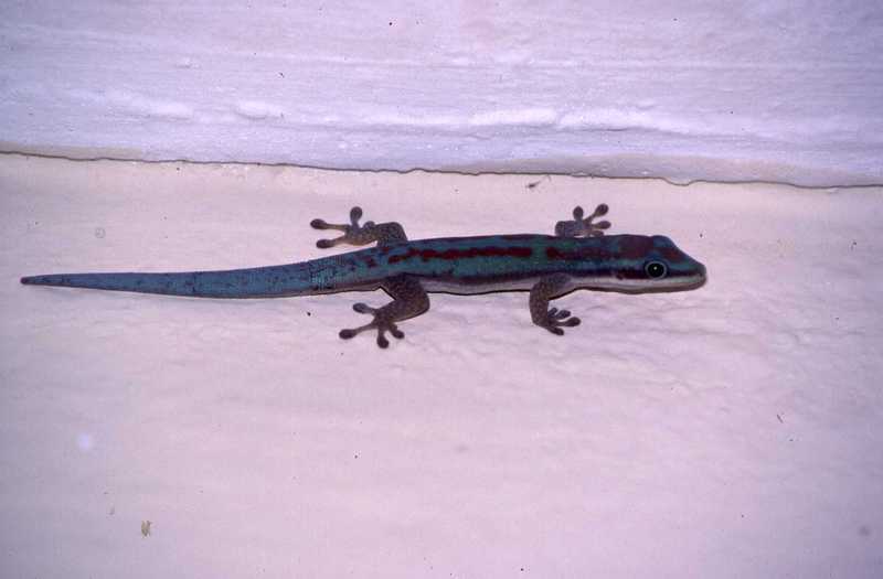 Image of Modest Day Gecko