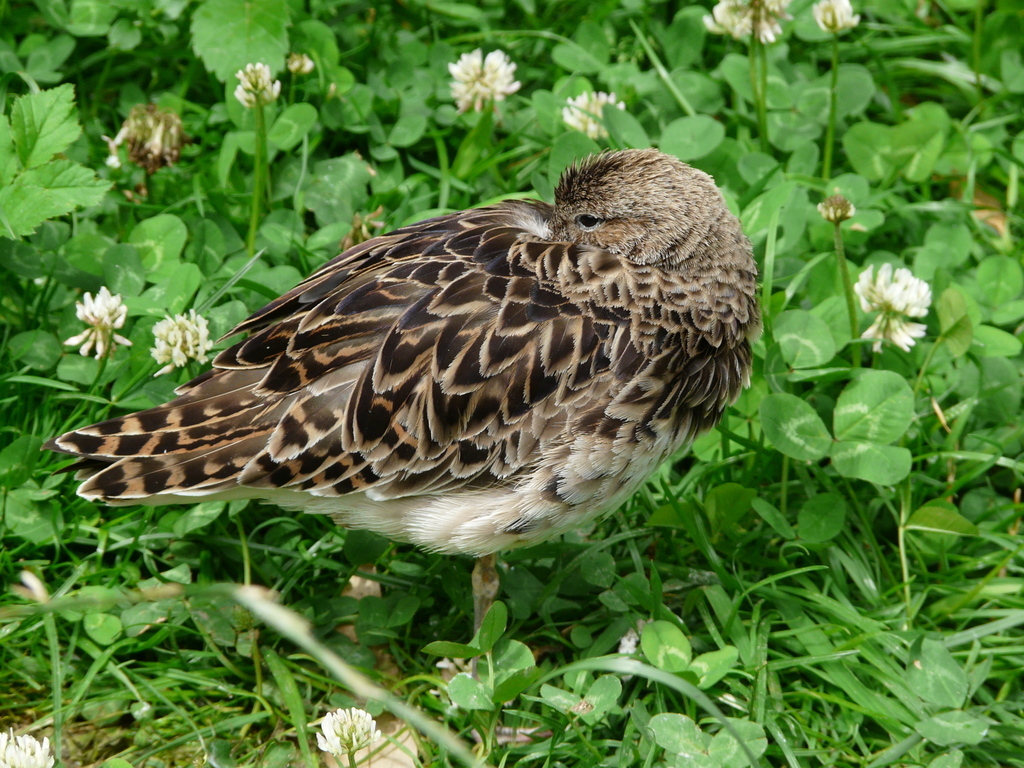 Image of Ruff