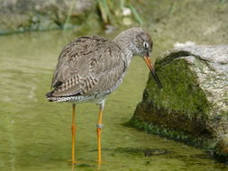 Image of Common Redshank