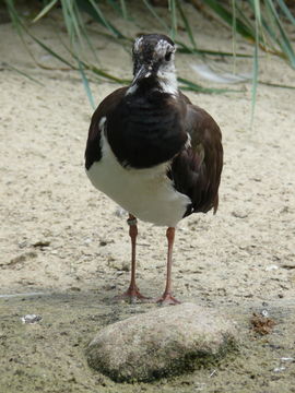 Image of Lapwing